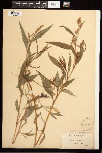 Persicaria maculosa image