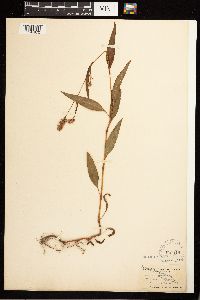 Persicaria maculosa image