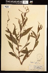 Persicaria maculosa image