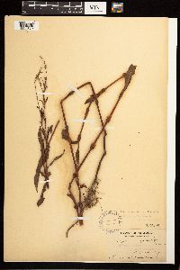 Persicaria maculosa image