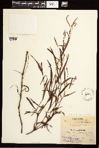 Persicaria maculosa image