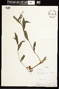 Persicaria maculosa image