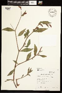 Persicaria maculosa image