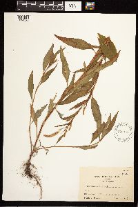 Persicaria maculosa image
