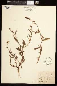Persicaria maculosa image