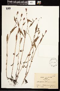 Persicaria maculosa image