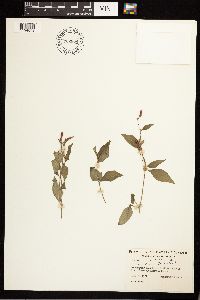 Persicaria maculosa image