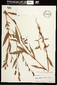 Persicaria maculosa image