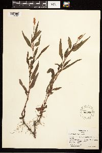 Persicaria maculosa image