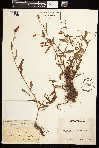 Persicaria maculosa image