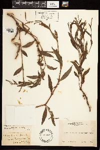 Persicaria maculosa image