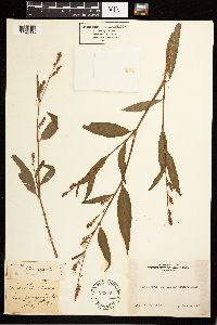 Persicaria maculosa image