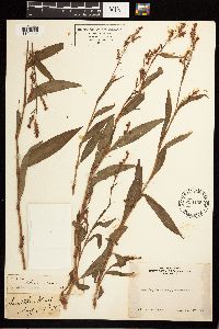 Persicaria maculosa image