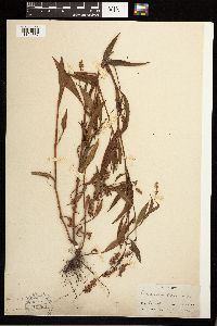 Persicaria maculosa image