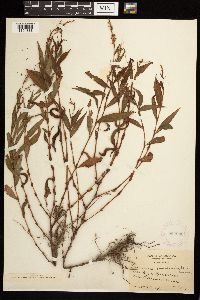 Persicaria maculosa image