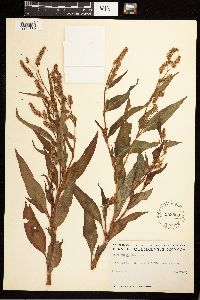 Persicaria maculosa image