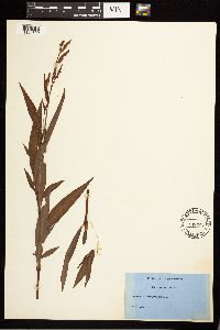 Persicaria maculosa image