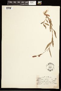 Persicaria maculosa image