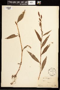 Persicaria maculosa image