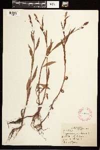 Persicaria maculosa image