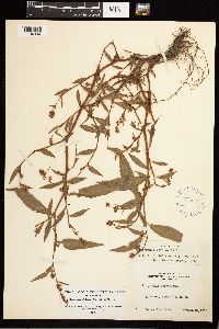 Persicaria maculosa image