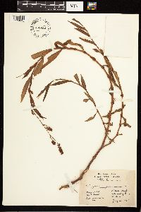 Persicaria maculosa image