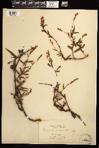 Persicaria maculosa image