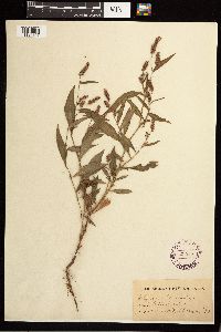 Persicaria maculosa image