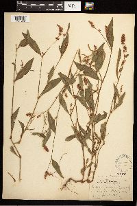 Persicaria maculosa image