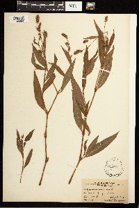 Persicaria maculosa image