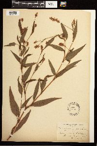 Persicaria maculosa image
