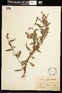 Persicaria maculosa image