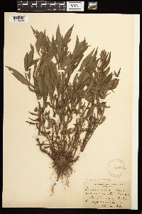 Persicaria maculosa image