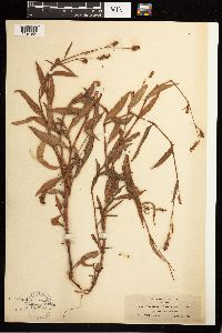 Persicaria maculosa image