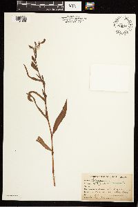 Persicaria maculosa image