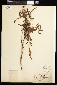 Persicaria maculosa image