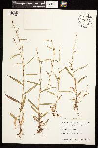 Persicaria minor image