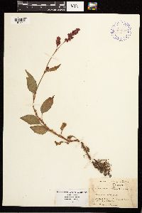 Persicaria orientalis image