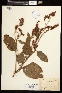 Persicaria orientalis image