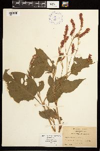 Persicaria orientalis image