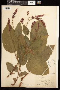 Persicaria orientalis image