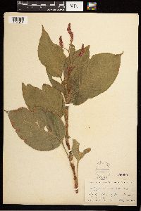 Persicaria orientalis image