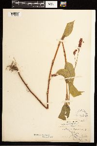 Persicaria orientalis image