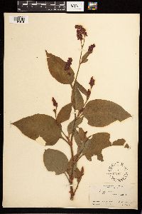 Persicaria orientalis image