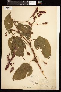 Persicaria orientalis image