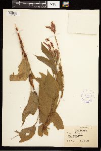 Persicaria orientalis image