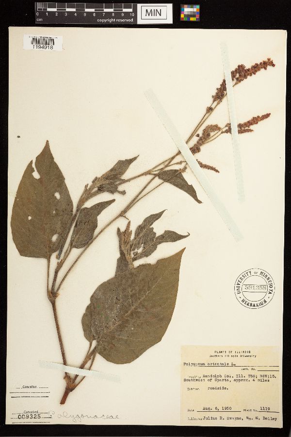 Persicaria orientalis image