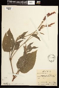 Image Associated With the Occurrence