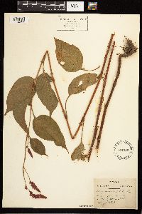 Persicaria orientalis image
