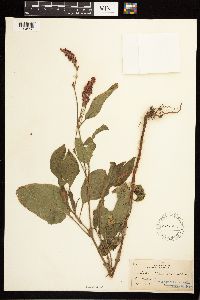 Persicaria orientalis image